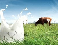 Global Growth Drives Strong Sales and Profit Performance at Arla Foods