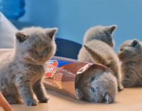 United Biscuits Re-launches McVitie’s Brand