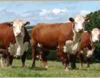 WD Meats Moves into Singapore