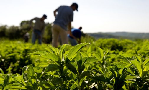 Global Stevia Market Up 14% in 2014