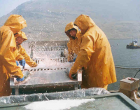 Farmed in the EU – Commission Backs Europe’s Fish Farmers