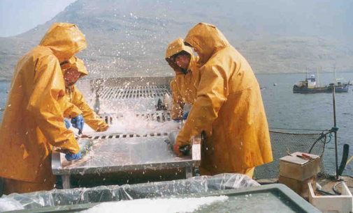 Farmed in the EU – Commission Backs Europe’s Fish Farmers