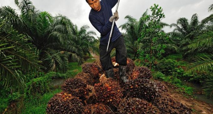 Mondelez International Shares Sustainable Palm Oil Action Plan