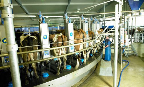 Fonterra and Abbott to Form Strategic Alliance For Dairy Farming in China