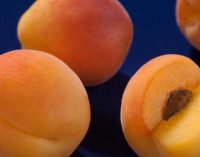 English Apricot Industry Starts Up