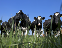 UK Dairy Industry Launches ‘Leading the Way’