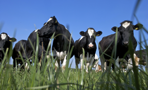 UK Dairy Industry Launches ‘Leading the Way’