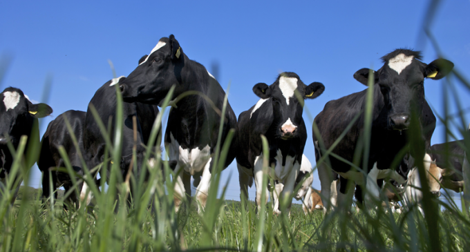 UK Dairy Industry Launches ‘Leading the Way’