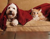 Nestlé Purina Takes Key Step to Help Aging Pets Maintain Brain Health