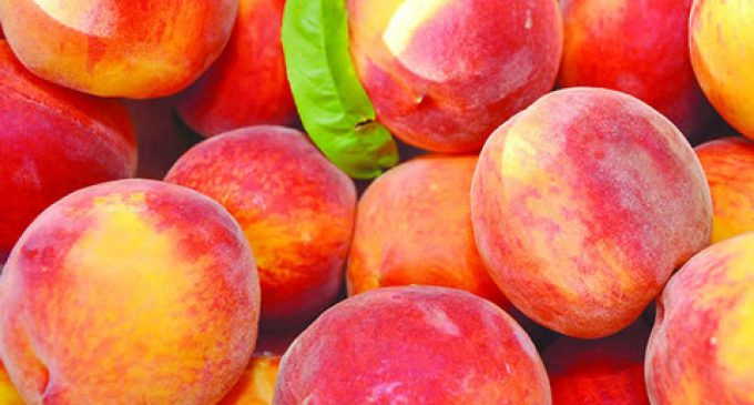 Exceptional Measures to Assist Peach and Nectarine Producers