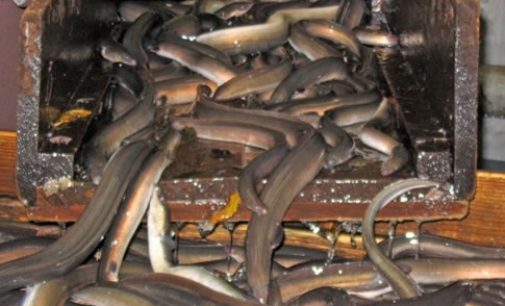 Lough Neagh Fishermen’s Co-Operative to Develop Value-Added Products