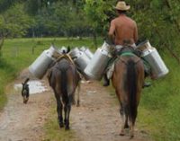 Nestlé to Increase Milk Output in Mexico