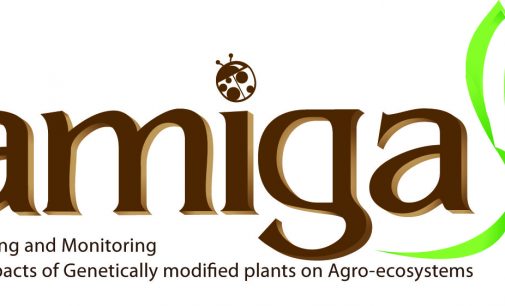 AMIGA Project at its Last Stage in Study of GM Plants