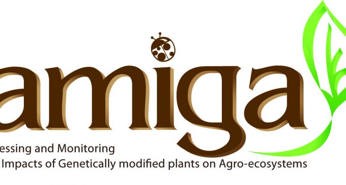 AMIGA Project at its Last Stage in Study of GM Plants