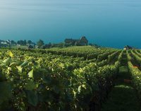 Recycling Nespresso Coffee Grounds to Help Swiss Vineyard Soil