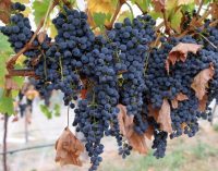 Researchers Pinpoint Mechanism For Aroma Formation in Wine