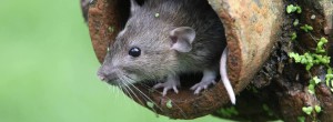 main_rat-in-tree